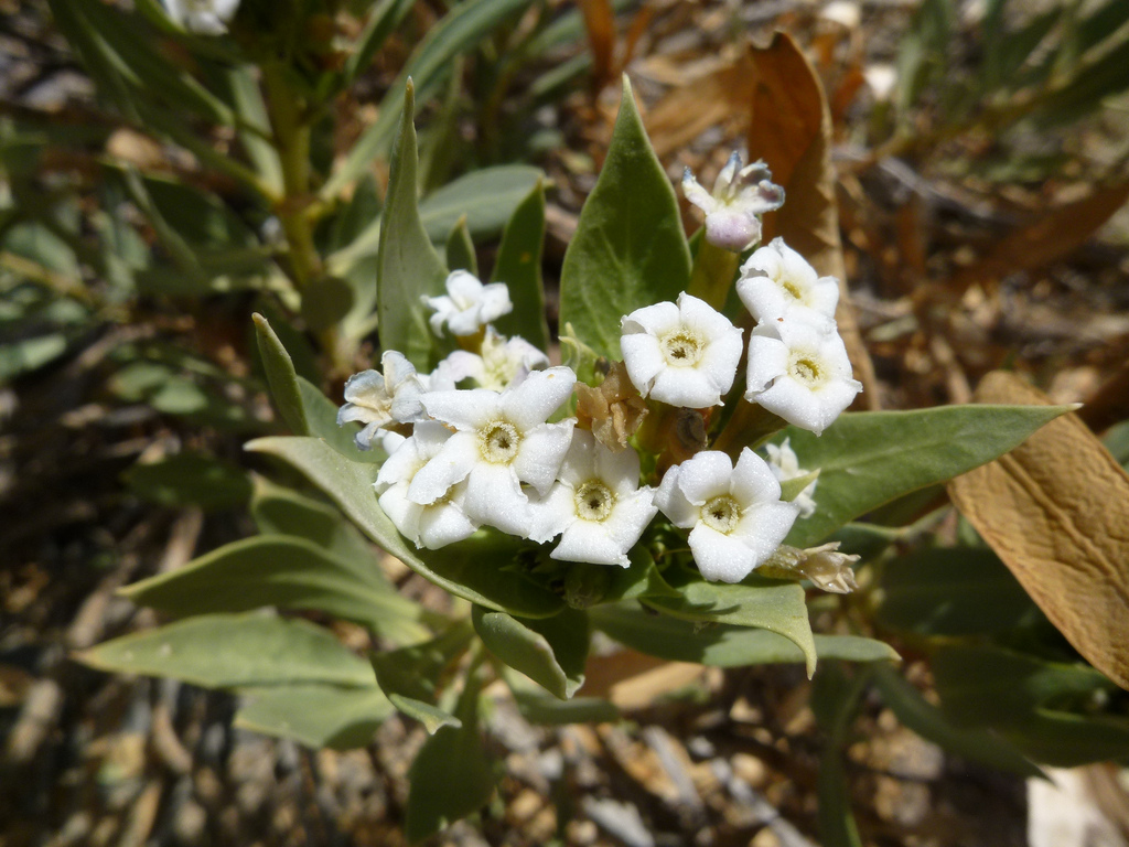 اِشوَرَک - معرفی و خواص گیاهان دارویی
